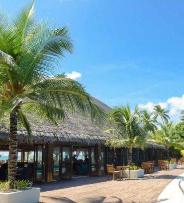 Pool Surrounded by Coconut